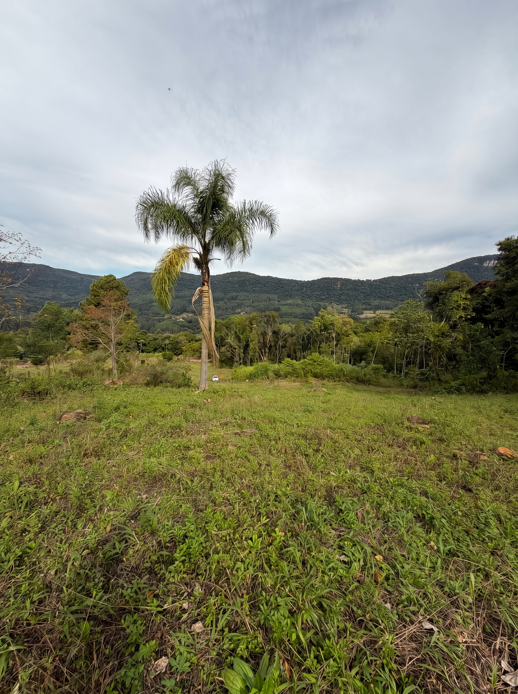 Vista panorâmica da Serra Gaúcha com palmeira
