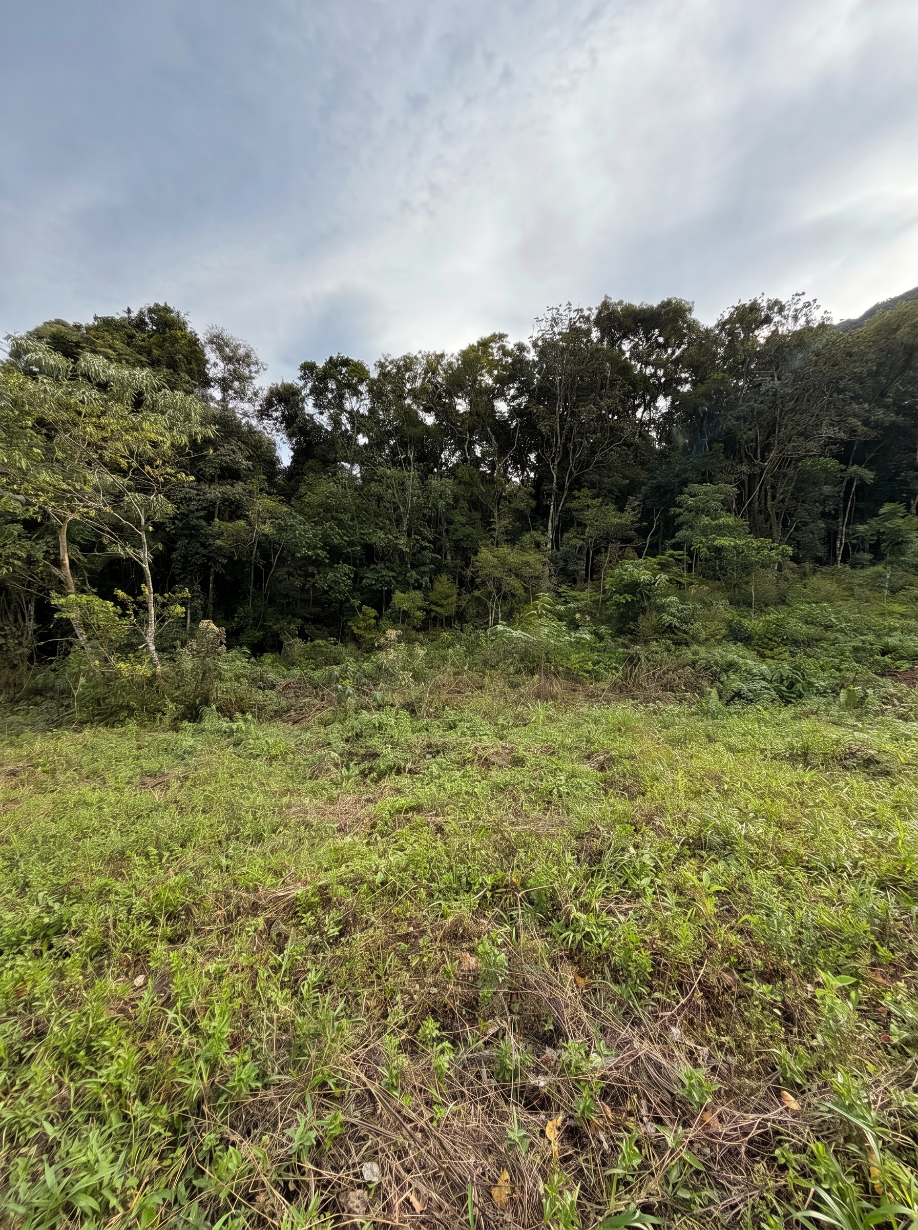 Área verde com floresta nativa ao fundo